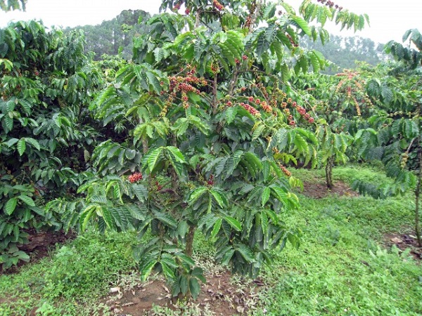 1 ha trồng bao nhiêu cây cà phê?